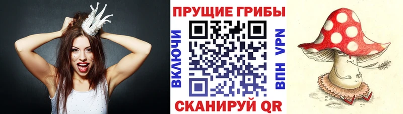 Псилоцибиновые грибы GOLDEN TEACHER  магазин продажи   Черняховск 